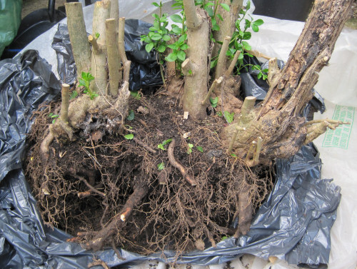 Large raft privet bonsai